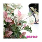 ( декоративное растение ) трахелоспермум азиатикум ( первый снег .) 3 номер (3 pot )