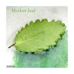 ( декоративное растение ) mother leaf (5 листов )