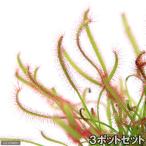 モウセンゴケアフリカナガバモウセン...