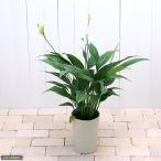 （観葉植物）スパティフィラム　６号（１鉢）