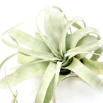 （観葉植物）エアープランツ　チランジア　キセログラフィカ　Ｌサイズ（１株）