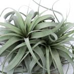 （観葉植物）エアープランツ　チランジア　キセログラフィカ　ＸＬサイズ（１株）
