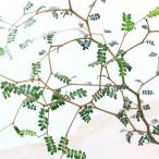 （観葉植物）メルヘンの木　ソフォラ　リトルベイビー　３号（１ポット）　オージープランツ