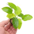 ( водоросли ) жизнь мульти- ( чай ) Anubias nana золотой ( водный лист )(1 шт )