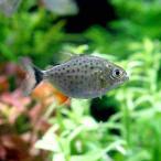 ( тропическая рыба ) стойка nia*nate Rely S размер ( bleed )(1 шт ) Hokkaido * Kyushu авиапочта необходимо теплоизоляция 