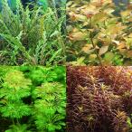 ( водоросли ) водоросли управление штат служащих рекомендация водоросли комплект ( нет пестициды )(1 вид 5шт.@)( совершенно подводный лист )( инструкция есть )