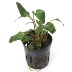 ( водоросли ) Cryptocoryne unte.la-ta красный ( водный лист )( восток юг рейс )(1 pot минут )