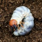 ( насекомое )amami Prosopocoilus inclinatus Кагосима префектура Amami Ooshima производство личинка (2~3.)(1 шт ) Hokkaido * Kyushu авиапочта необходимо теплоизоляция 