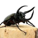 ( насекомое ) Chalcosoma atlas msi(. название . вид )slawesi производство WD 80~84mm(1 пара )
