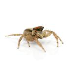 ( насекомое ) мясо лопатки мухи toligmo мужской WD(1 шт ) Hokkaido * Kyushu авиапочта необходимо теплоизоляция 