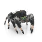 ( насекомое ) Reagal Jean булавка g Spider мужской CB(1 шт ) Hokkaido * Kyushu авиапочта необходимо теплоизоляция 