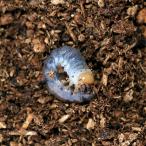 ( насекомое )gi черновой . Prosopocoilus inclinatus (. вид ke стул ke) поток отсутствует производство личинка ( первый ~2.)(1 шт )