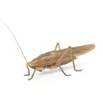 ( насекомое ) Shibui rokaya сверло мужской взрослое насекомое WD(1 шт ) Hokkaido * Kyushu авиапочта необходимо теплоизоляция 