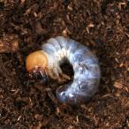 ( насекомое ) доллар sa белка Prosopocoilus inclinatus (. название . вид ) юг ka Мали nes. производство личинка (2~3.)(1 шт )