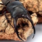 ( насекомое )( мужской одиночный товар )gla сверло s Prosopocoilus inclinatus Вьетнам производство взрослое насекомое 50~54mm(1 шт )