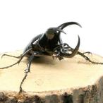 （昆虫）モーレンカンプオオカブトムシ　ボルネオ島サバ州　Мｔ.トゥルスマディ産　ＣＢＦ１　幼虫（２〜３令）（１匹）　北海道・九州航空便要保温