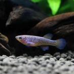 ( тропическая рыба )afio semi on * защита ne Lee женский (1 шт ) Hokkaido * Kyushu авиапочта необходимо теплоизоляция 