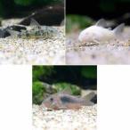 ( тропическая рыба ) Corydoras *3 вида комплект A комплект (3 шт )( разнообразные 1 шт ) Hokkaido * Kyushu авиапочта необходимо теплоизоляция 