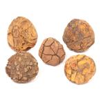  вид оставив решение кому-то другому .. камень SS размер ( примерно 5~8cm) 5 шт аквариум расположение материалы рептилии 