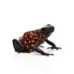 ( земноводные ) серебристый TIKKA yadokga L Diablo *diablo~ CB особь (1 шт )