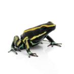 ( земноводные ) Lynn kakyadokga L ( Kiss jiyadokga L )*yellow stripe~(1 шт ) Hokkaido * Kyushu авиапочта необходимо теплоизоляция 