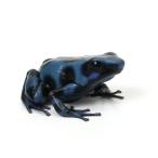 ( земноводные )madalayadokga L голубой *blue~ CB особь (1 шт )