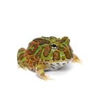 ( земноводные ) один пункт предмет chaco rutsunoga L ( chaco ga L × bell tsunoga L )CB особь 811012 (1 шт ) Hokkaido * Kyushu авиапочта необходимо теплоизоляция 