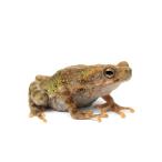 ( земноводные )ma грабли noboligamaCB особь (1 шт )