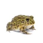 （両生類）一点物　アフリカウシガエル　ＣＢ個体　８１１４０６（１匹）（約６ｃｍ）