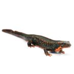 （両生類）一点物　アマミシリケンイモリ　ＷＣ個体　８１１４２５（１匹）