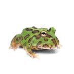 ( земноводные ) один пункт предмет Clan well tsunoga L цвет менять необычность особь CB особь 811441(1 шт )