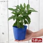 （山野草）盆栽　千両　クササンゴ（草珊瑚）　黄実　３．５号（１ポット）