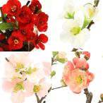 ( бонсай ) выцветание ( дерево .) товар вид случайный 3 номер ~(1 горшок )