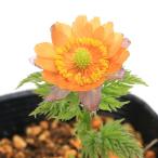 ( луговые и горные травы )fkju saw ( удача ..)...(chichib алый )3~4 номер (1 pot )