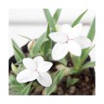 ( луговые и горные травы )atsu The kla( load hipokisis) оттенок белого 3 номер (1 pot )(.. состояние )