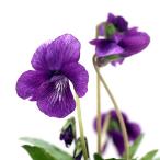 ( луговые и горные травы )s Mille ( фиолетовый ) Como Roth Mille ( маленький различные фиолетовый ) 2.5~3 номер (1 pot )(.. состояние )