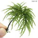 ( декоративное растение ) террариум мох kouyano man nengsa( нет пестициды )( 1 шт. )