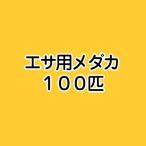 （めだか）死着保証なし　生餌　エサ用メダカ（１００匹）　活餌