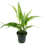 ( водоросли ) микро санки ump терроризм ps( Toro pika pot )( нет пестициды )(3 pot минут )