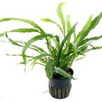 ( водоросли ) микро санки um narrow ( Toro pika pot )( нет пестициды )(3 pot минут )