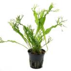 ( водоросли ) микро санки umwentirof( Toro pika pot )( нет пестициды )(3 pot минут )