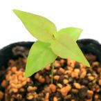 ( декоративное растение )pi язык ga( потертость nam Cherry )3 номер (1 pot )