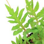 ( луговые и горные травы )sida(. зуб )kouyawalabi( Kouya .)3 номер (1 pot ). корень .(.. состояние )