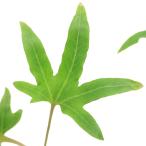 ( луговые и горные травы )sida(. зуб )momijibahitotsuba(. лист один tsu лист )3 номер (1 pot ) вечнозеленый . много год .