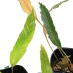 ( луговые и горные травы )sida(. зуб ). ввод hitotsuba пила лист 3 номер (1 pot ) вечнозеленый . много год .