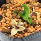 ( луговые и горные травы ) can AOI ( холод .)si type can AOI (.. ветка холод .)3 номер (1 pot )