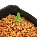 ( луговые и горные травы ) тонн наан shou( небо юг звезда ) oo mamsigsa( большой ..) реальный сырой SS размер 2~3 лампочка ввод 2.5 номер (1 pot )(.. состояние )