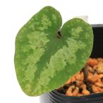 ( луговые и горные травы ) can AOI ( холод .) товар вид серия маленький .. -слойный .unzen can AOI иметь Akira 3 номер (1 pot )