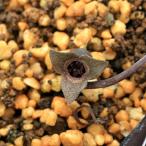 ( луговые и горные травы ) can AOI ( холод .) Ise no can AOI ( Исэ город . холод .)3 номер (1 pot )