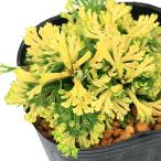 ( луговые и горные травы )sida(. зуб ) товар вид серия iwahiba Tang цветок (kalabana)2.5~3 номер (1 pot ) классика садоводство 